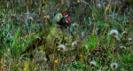Dzięcioł zielony (Picus viridis)