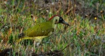 Dzięcioł zielony (Picus viridis)