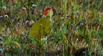 Dzięcioł zielony (Picus viridis)