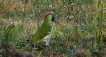 Dzięcioł zielony (Picus viridis)