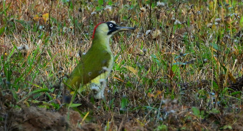 Dzięcioł zielony (Picus viridis)