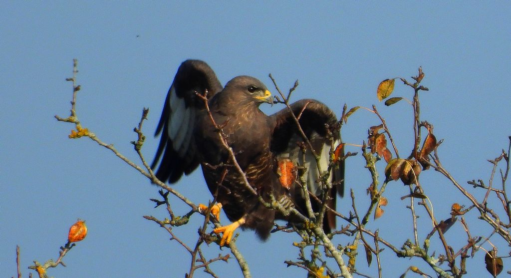 Myszołów, myszołów zwyczajny (Buteo buteo)