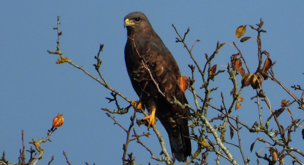 Myszołów, myszołów zwyczajny (Buteo buteo)