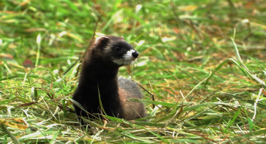 Tchórz zwyczajny, tchórz pospolity, tchórz europejski (Mustela putorius)