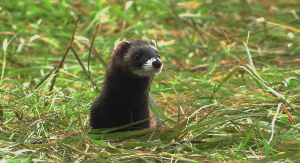 Tchórz zwyczajny, tchórz pospolity, tchórz europejski (Mustela putorius)