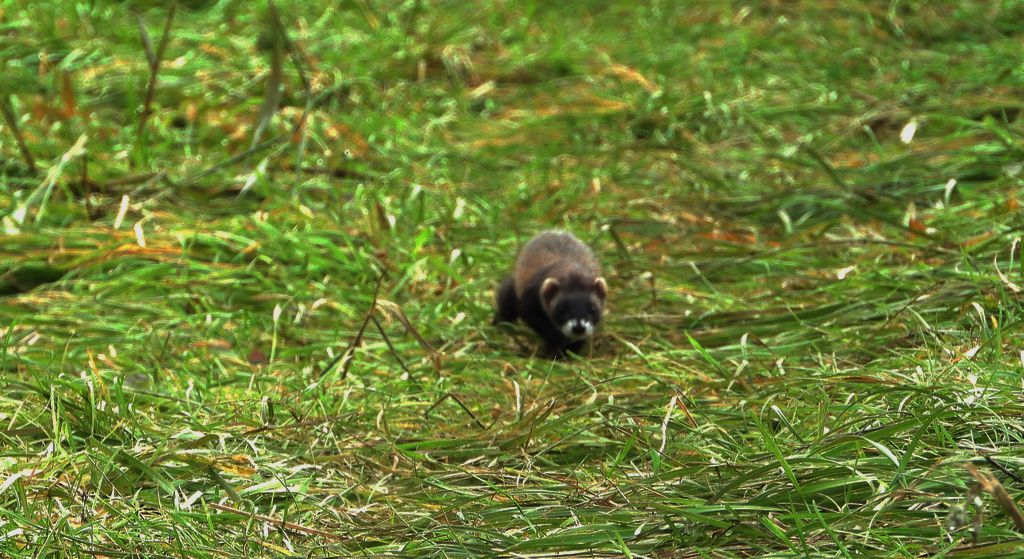 Tchórz zwyczajny, tchórz pospolity, tchórz europejski (Mustela putorius)