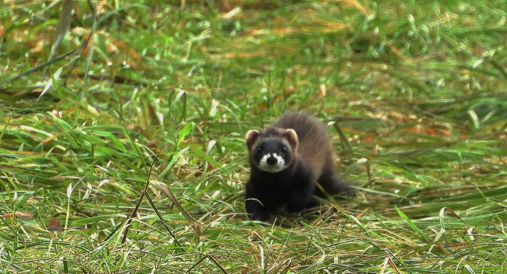 Tchórz zwyczajny, tchórz pospolity, tchórz europejski (Mustela putorius)