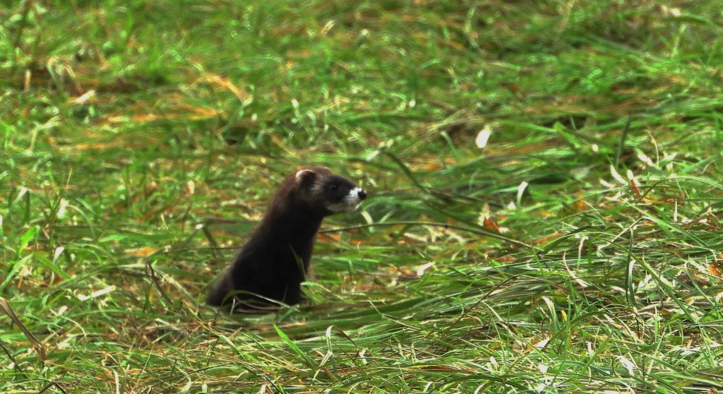 Tchórz zwyczajny, tchórz pospolity, tchórz europejski (Mustela putorius)
