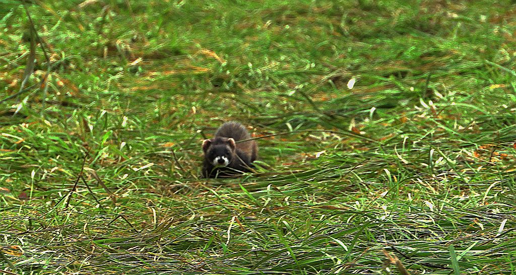 Tchórz zwyczajny, tchórz pospolity, tchórz europejski (Mustela putorius)