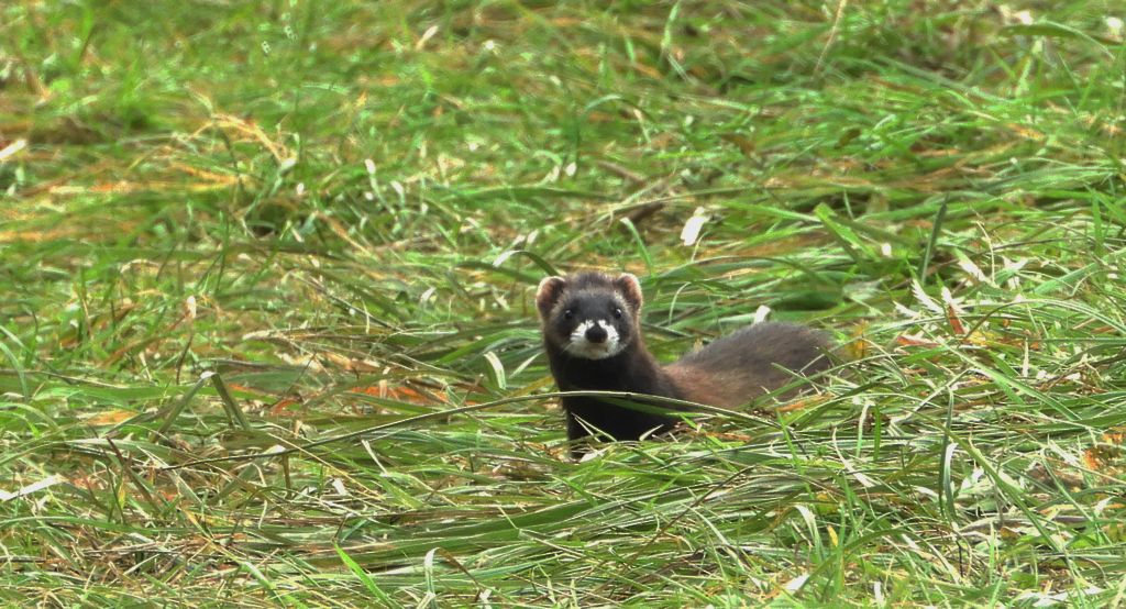 Tchórz zwyczajny, tchórz pospolity, tchórz europejski (Mustela putorius)