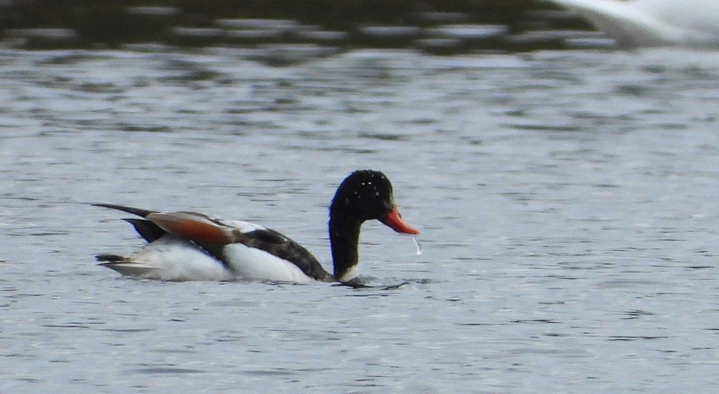 Ohar, podgorzelec, kaczka norowa (Tadorna tadorna)