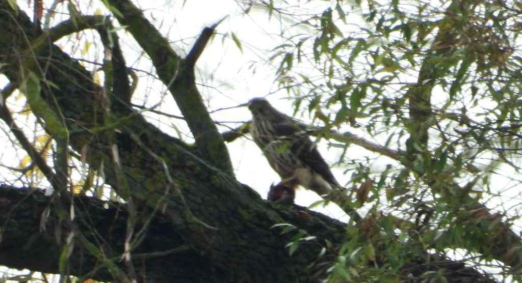 Jastrząb zwyczajny, jastrząb gołębiarz, kastruba (Astur gentilis)