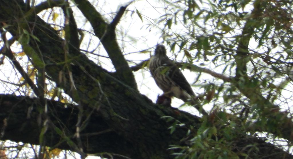 Jastrząb zwyczajny, jastrząb gołębiarz, kastruba (Astur gentilis)