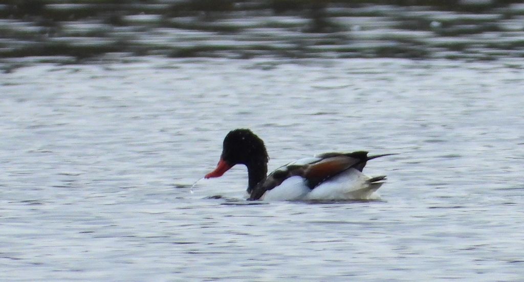 Ohar, podgorzelec, kaczka norowa (Tadorna tadorna)