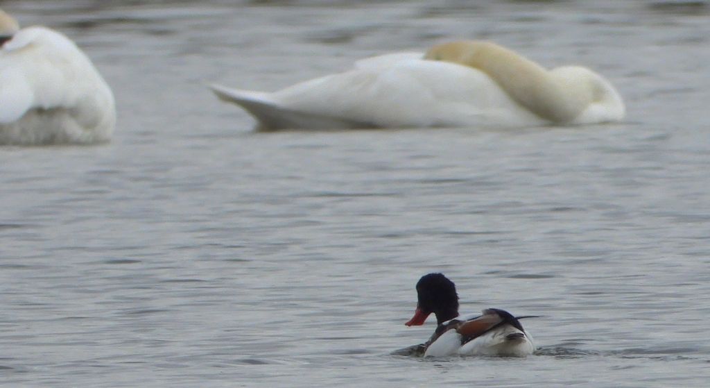 Ohar, podgorzelec, kaczka norowa (Tadorna tadorna)