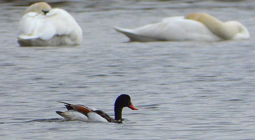 Ohar, podgorzelec, kaczka norowa (Tadorna tadorna)