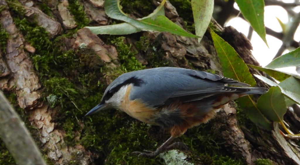 Kowalik, bargiel (Sitta europaea)