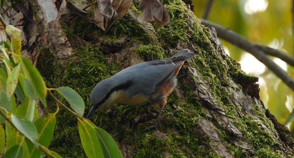 Kowalik, bargiel (Sitta europaea)