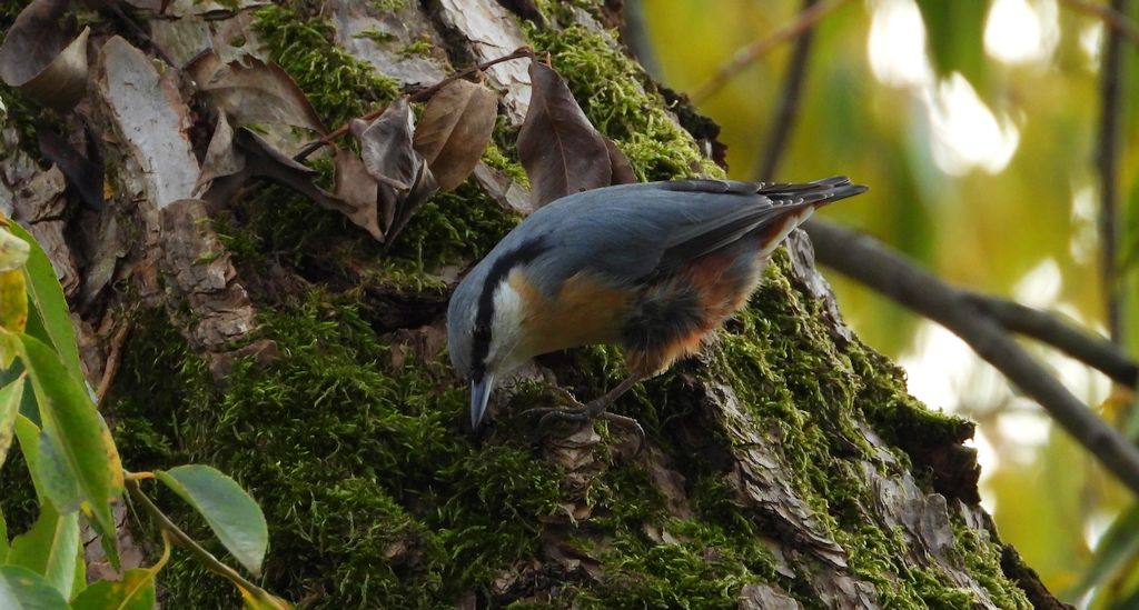 Kowalik, bargiel (Sitta europaea)