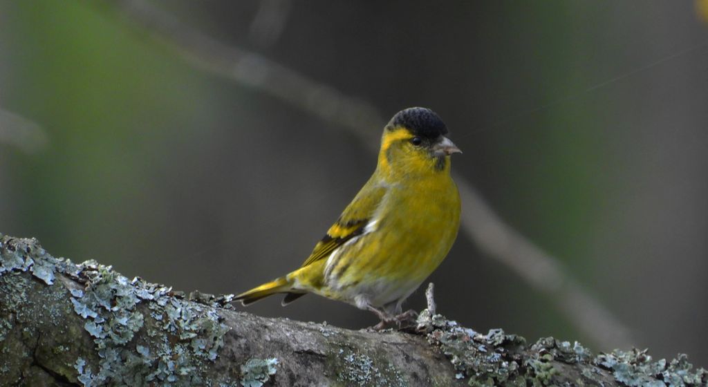 Czyż, czyż pospolity, czyżyk (Spinus spinus)