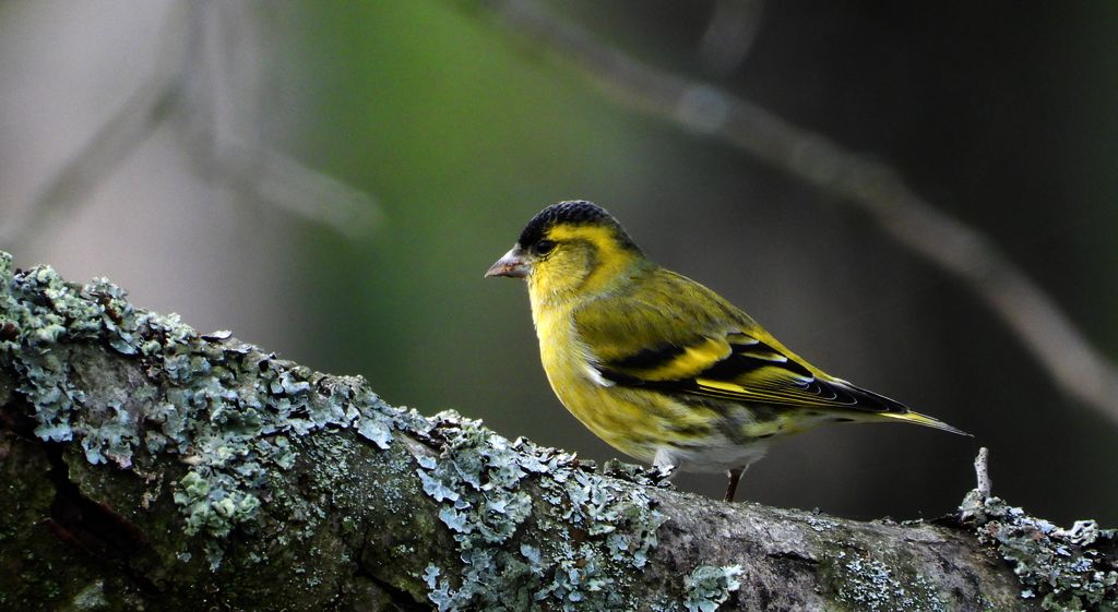 Czyż, czyż pospolity, czyżyk (Spinus spinus)