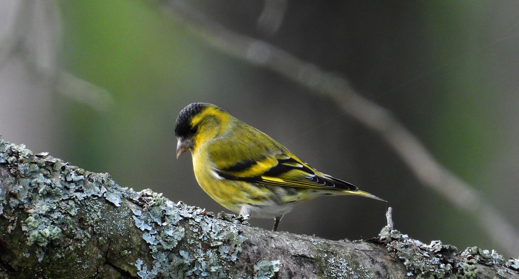 Czyż, czyż pospolity, czyżyk (Spinus spinus)