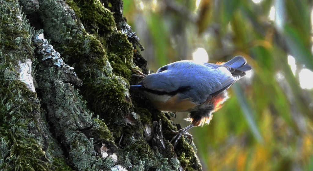 Kowalik, bargiel (Sitta europaea)
