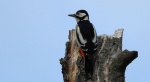 Dzięcioł duży, dzięcioł pstry większy (Dendrocopos major)
