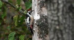 Dzięcioł średni (Dendrocoptes medius)