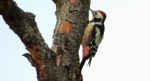 Dzięcioł średni (Dendrocoptes medius)