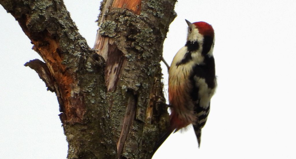 Dzięcioł średni (Dendrocoptes medius)