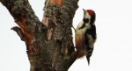 Dzięcioł średni (Dendrocoptes medius)