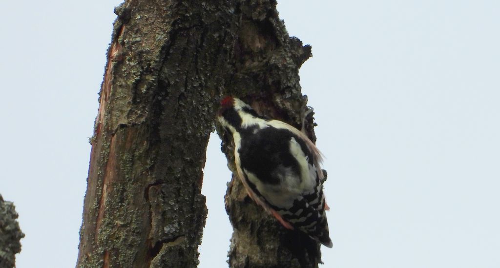 Dzięcioł średni (Dendrocoptes medius)