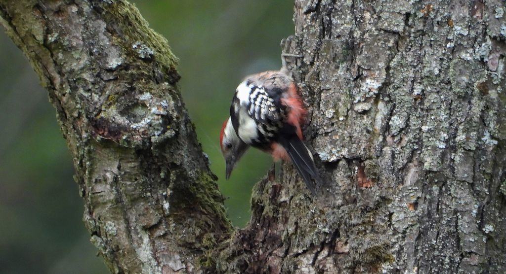 Dzięcioł średni (Dendrocoptes medius)
