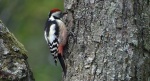 Dzięcioł średni (Dendrocoptes medius)