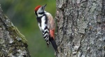 Dzięcioł średni (Dendrocoptes medius)