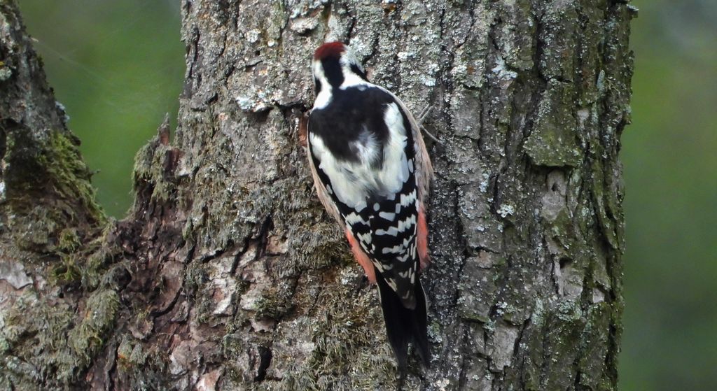 Dzięcioł średni (Dendrocoptes medius)