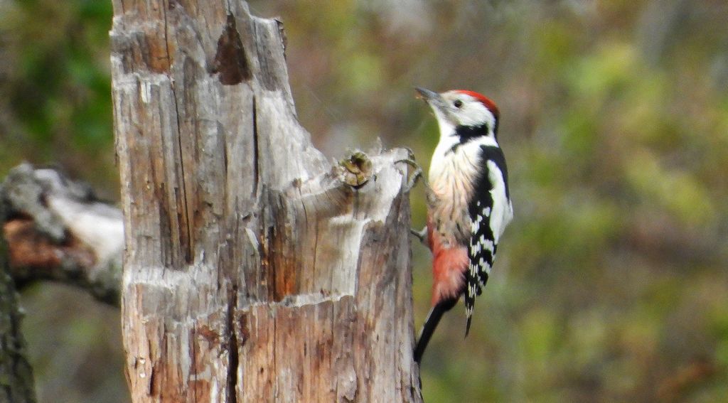 Dzięcioł średni (Dendrocoptes medius)