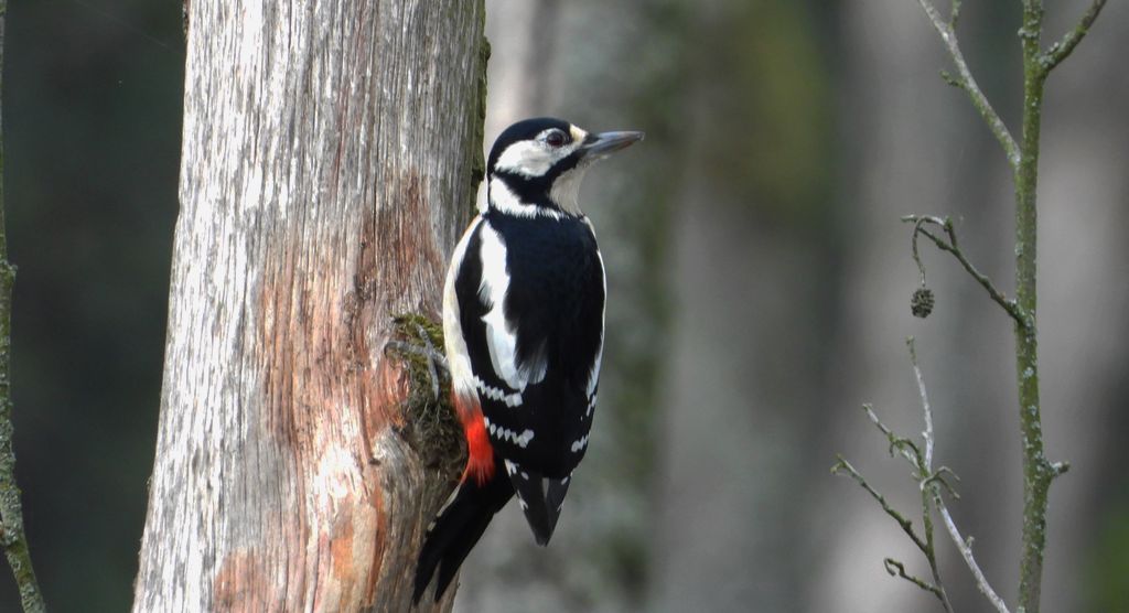 Dzięcioł duży, dzięcioł pstry większy (Dendrocopos major)