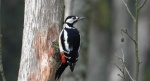 Dzięcioł duży, dzięcioł pstry większy (Dendrocopos major)