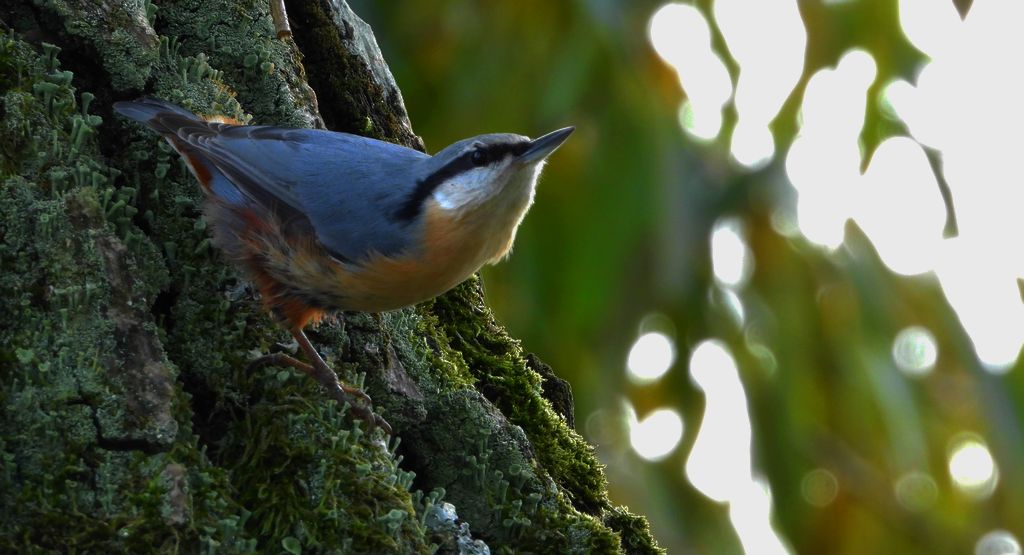 Kowalik, bargiel (Sitta europaea)