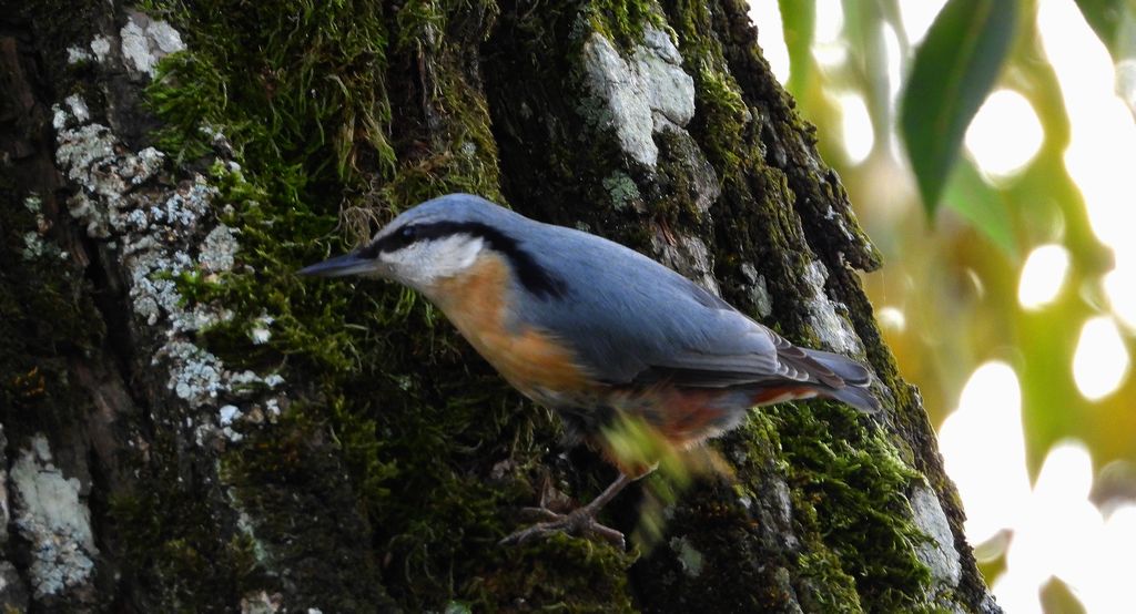 Kowalik, bargiel (Sitta europaea)