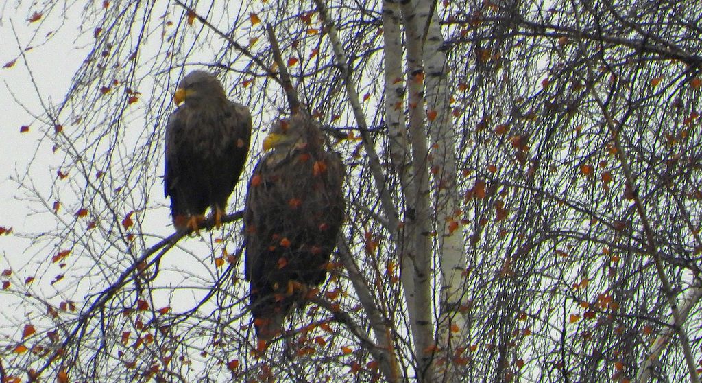 Bielik, orzeł bielik, birkut (Haliaeetus albicilla)