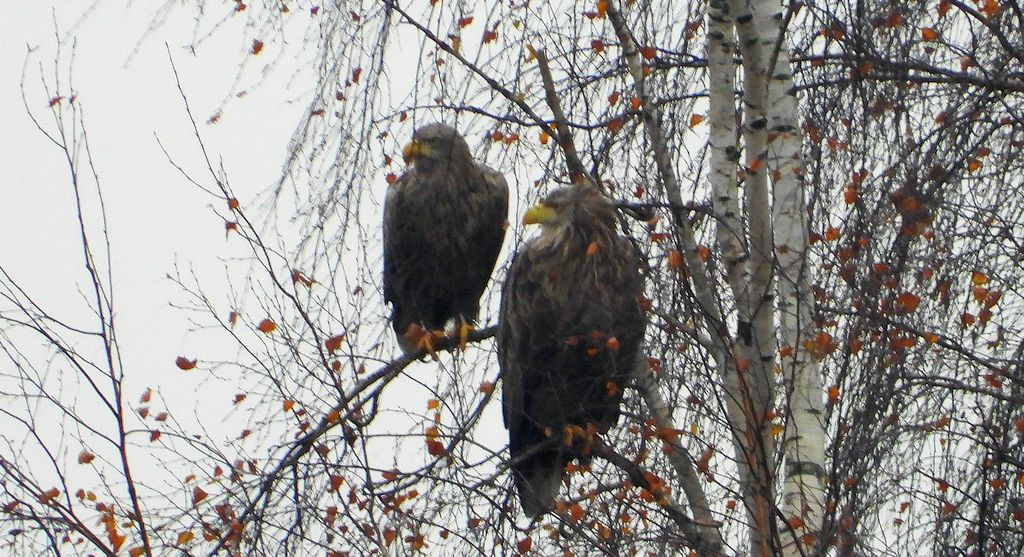 Bielik, orzeł bielik, birkut (Haliaeetus albicilla)
