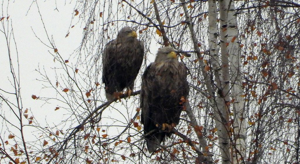 Bielik, orzeł bielik, birkut (Haliaeetus albicilla)