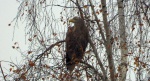 Bielik, orzeł bielik, birkut (Haliaeetus albicilla)