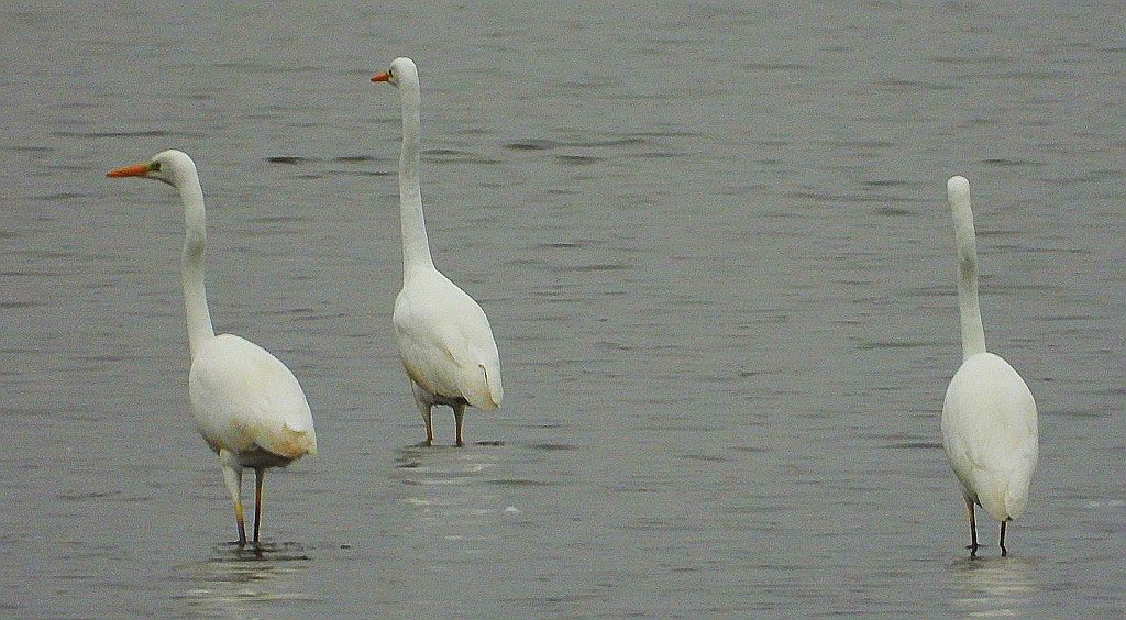 Czapla biała (Ardea alba)