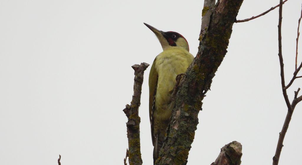 Dzięcioł zielony (Picus viridis)