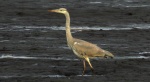 Czapla siwa (Ardea cinerea)