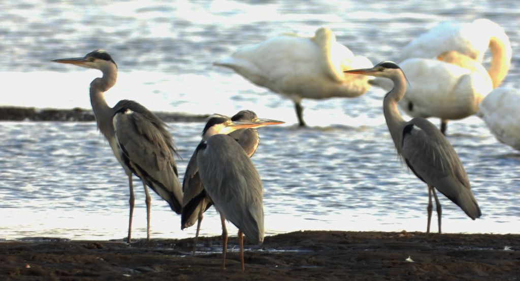 Czapla siwa (Ardea cinerea)